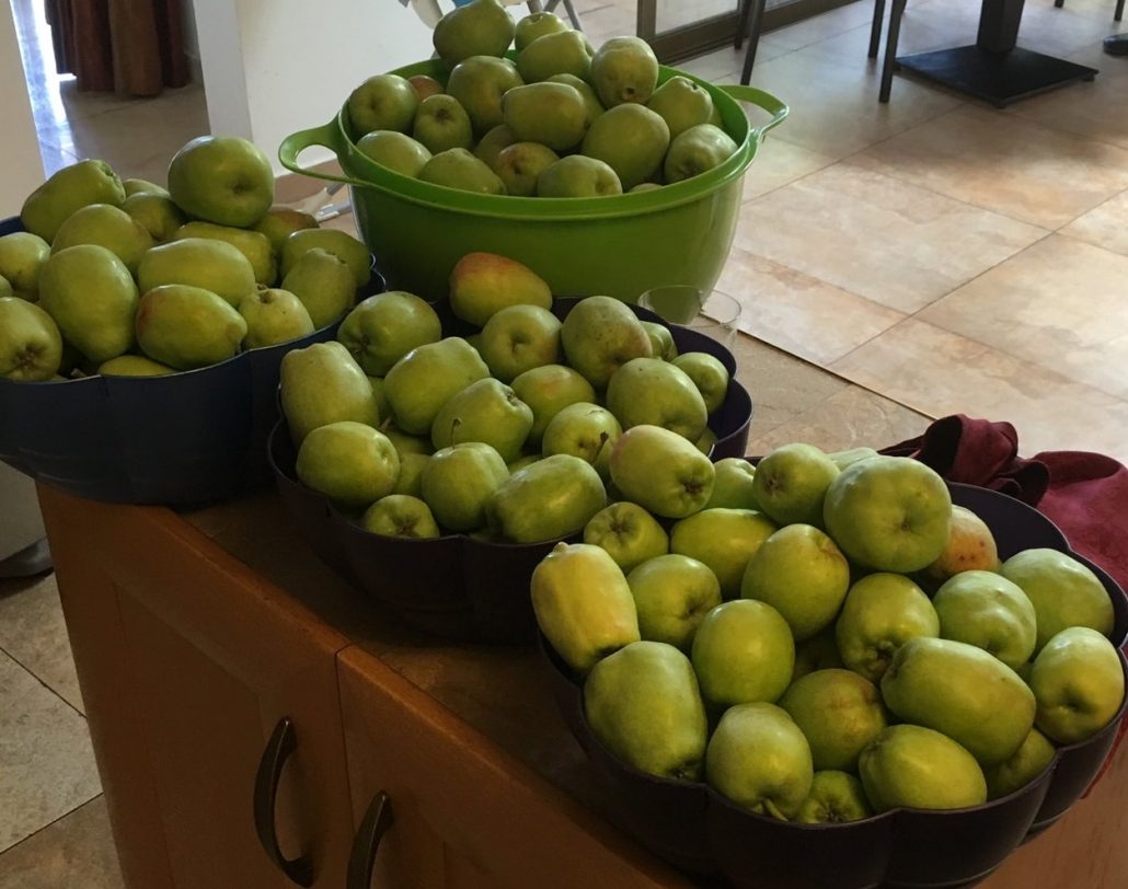 Bumper crop from our apple tree