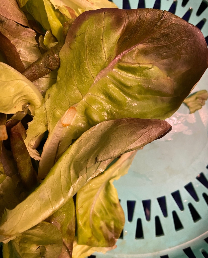 Washed and spun dry lettuce